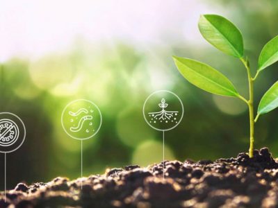 Quali sono i vantaggi del compostaggio