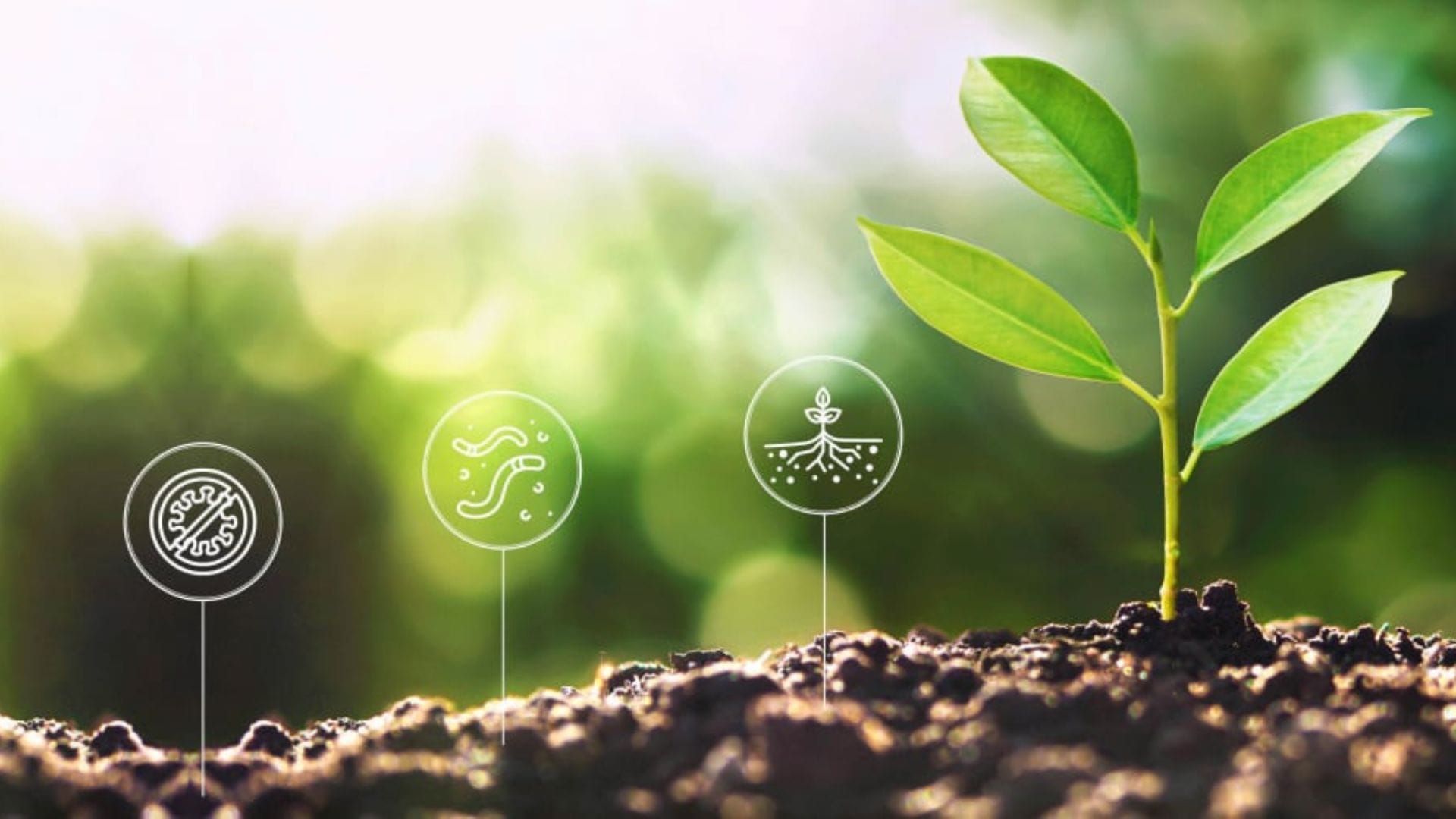 Quali sono i vantaggi del compostaggio